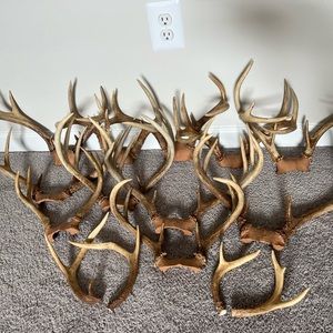 White tail deer racks (price is for whole set)